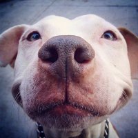 Очаровательные питбули: фотограф решила изменить негативное отношение к этой породе!