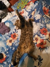 Не то слово! Один-в-один! Только у моего белых пятен нет, пузико целиком кремовое.