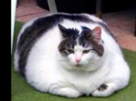 Худой какой то. этот больше похож