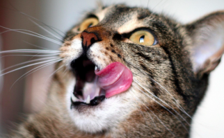 Какую еду можно купить за 1 доллар по всему миру 