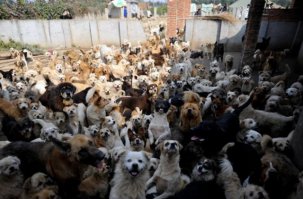 Эта южнокорейская женщина спасла 200 собак от смерти и теперь содержит их