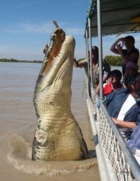 25 безумных селфи с дикими животными