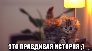 В Анапе кот кормил мышами брошенных щенков