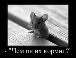 В Анапе кот кормил мышами брошенных щенков