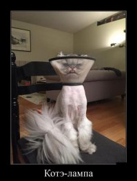 Ищи дурака!