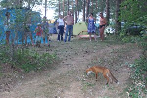 Был подобный случай. Отдыхали в Псковской области на берегу озера, жили в палатках. Прибежала из леса лиса, жена как раз рыбы нажарила, ну и кинула ей кусок, лиса сожрала, жена еще кинула... и тут набежали дети и начали тоже рыбу лисе кидать:). Лиса нахватала полную пасть рыбы, а проглотить не успевает. Уморительно было смотреть, как она бедная от жадности мучается. Пришлось детям дать команду, чтоб подождали еще кидать. Нажралась и опять в лес ушла. А мы так без рыбы и остались...:)