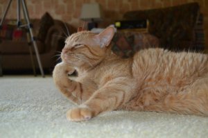 Дрель и соседи  