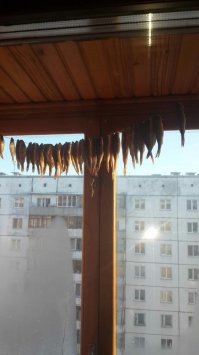 ну а я вот такую рыбку к пиву заготавливаю, люблю окуня.