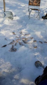 ну а я вот такую рыбку к пиву заготавливаю, люблю окуня.