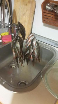 ну а я вот такую рыбку к пиву заготавливаю, люблю окуня.