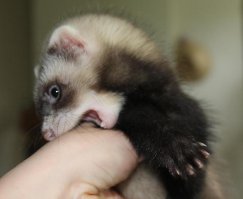 Эти 6 малышей животных настолько очаровательны, что сведут вас с ума