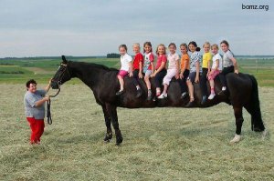 Бедная лошадка