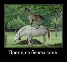 А где их кони?)