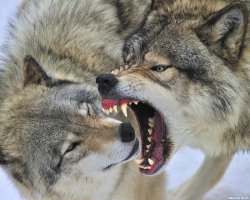 Когда у меня будет доход, примерно как у них, я себе тоже поставлю идеальную чавкалку.