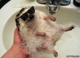 Эти 6 малышей животных настолько очаровательны, что сведут вас с ума