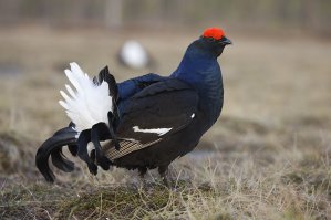 Это глухарь. Фото тетерева прилагаю.