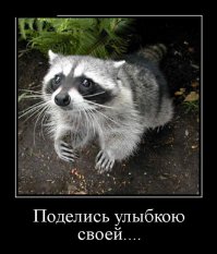 Эти 6 малышей животных настолько очаровательны, что сведут вас с ума