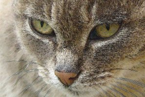 В Анапе кот кормил мышами брошенных щенков