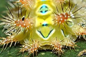 Гусеницы: какие они вблизи