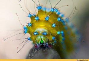 Гусеницы: какие они вблизи