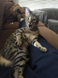 в этом фото всё отвратительно: старые грязные ботинки без насков на диване, штанцы в катышках и волосне и противный кот