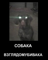 Вот бы узнать мнение этих собак...