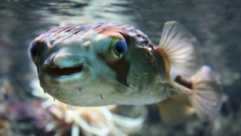 Убийца Гурманов --Иглобрюх :)
Тетродотоксин — яд рыбы фугу. Нейротоксин, который блокирует электрические импульсы в нервах, разрушая поток ионов натрия в нервные клетки. Тетродотоксин приблизительно в 500 — 1,000 раз более сильный, чем цианид калия.  Одного грамма яда фугу достаточно, чтобы убить 500 человек и нет никакого известного противоядия.