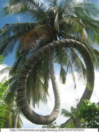 Удивительные деревья нашей планеты