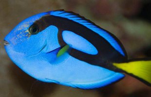 вот так "рыбка Фиби" из мультика...