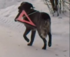 Собака - аварийный знак забирака.