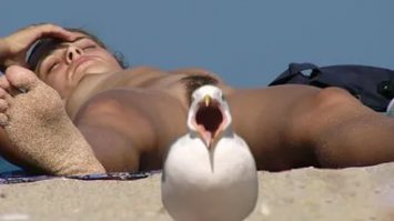 Птицы - лучшие фотобомберы из мира животных