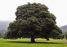 Дуб обыкновенный