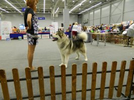это про аляскинского маламута ,Пермь выставка собак .
