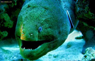 мурена и барракуда.