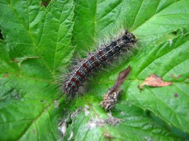 у нас вот такие водятся