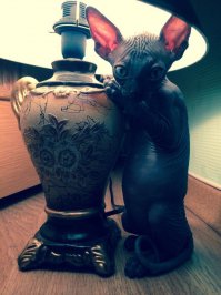 Похоже мой котэ сегодня первый!