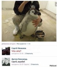 Птицы - лучшие фотобомберы из мира животных