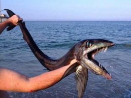 10 малоизвестных рыб-убийц