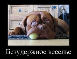 Подарите эмоции своим питомцам!