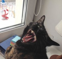 Коту смешно...