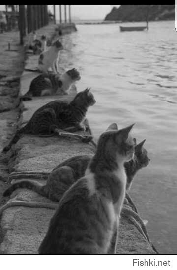 Наверно ждут рыбу....