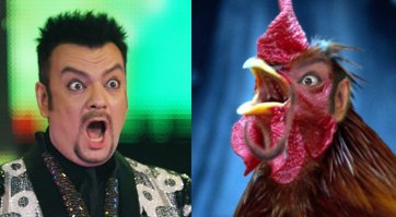 Птицы - лучшие фотобомберы из мира животных