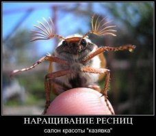 Гусеницы: какие они вблизи