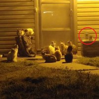 че сидят? звонок же есть!