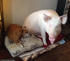 Хорошие каменты...
Но стоит кому-нить выставить что-то типа домашней (живущей в доме/квартире хозяев) свиньи, как те же комментеры начинают выкладывать фотки мангалов, поросёнков на вертеле, карбонадов и тому подобного...