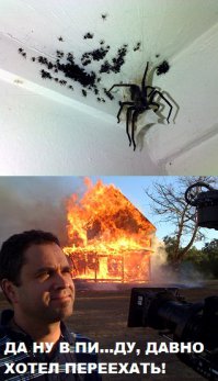 Хозяин играет с милым жгутоногим паучком