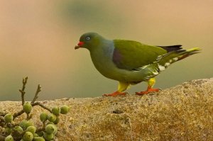 На Мадагаскаре есть зелёные