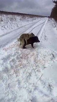 Когда у хозяина кончились патроны.