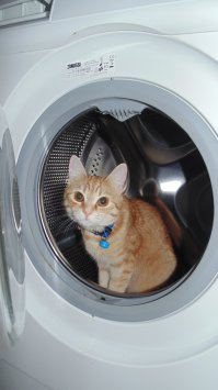 Двоих рыжих котят,найденных в саду, не разлучали ни на один день