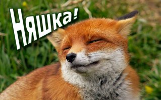 Самая жизнерадостная домашняя лиса в мире